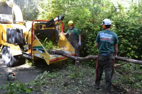 tree services East Porterville